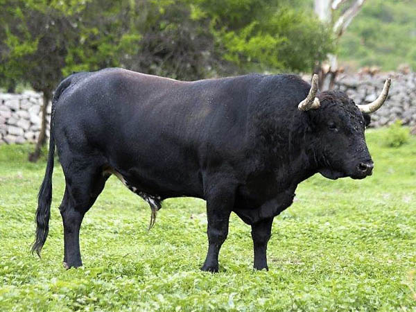 Toro No. 49 (Los Encinos)