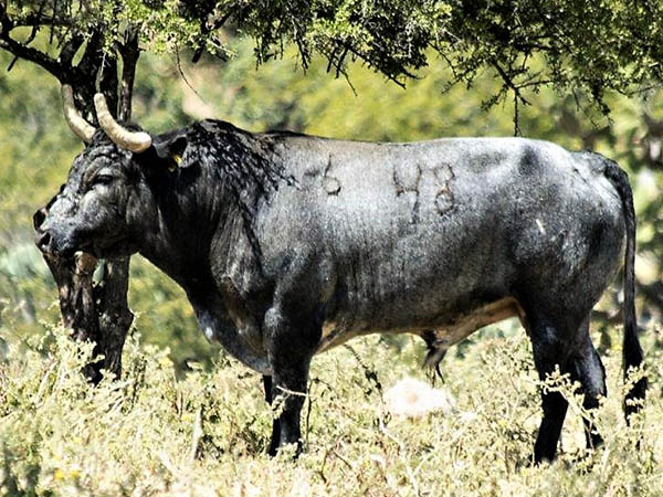 Toro No. 48 (Los Encinos)