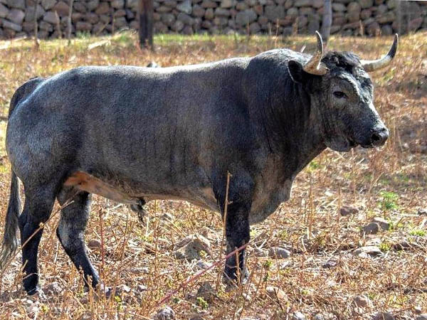 Toro No. 48 (Los Encinos)