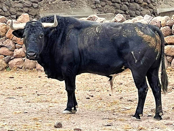 Toro No. 16 (Carranco)