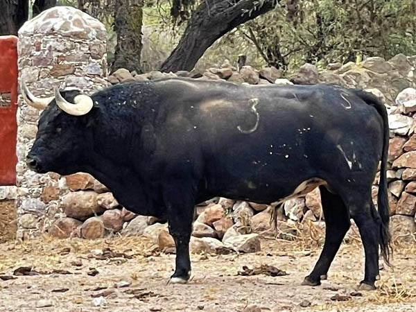 Toro No. 3 (Carranco)