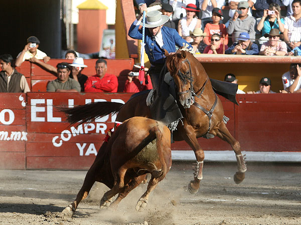 Hermoso de Mendoza en Apizaco