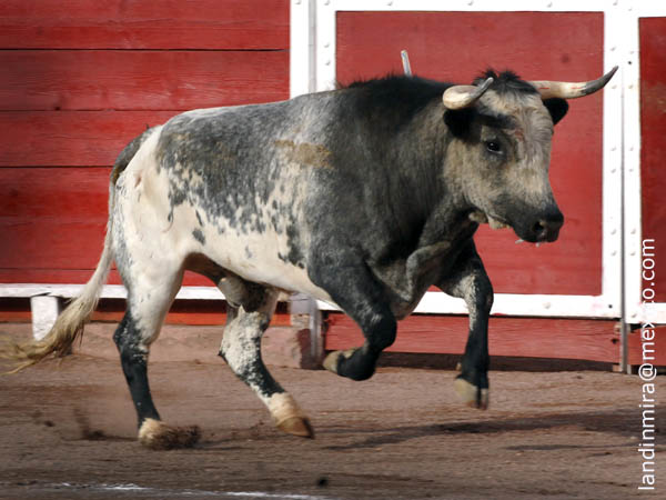 Presentaci�n y buen juego