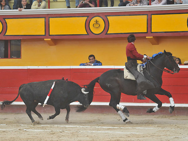 Lo torea con la cola
