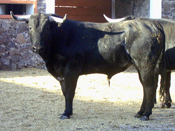 No. 18, con 430 kilos