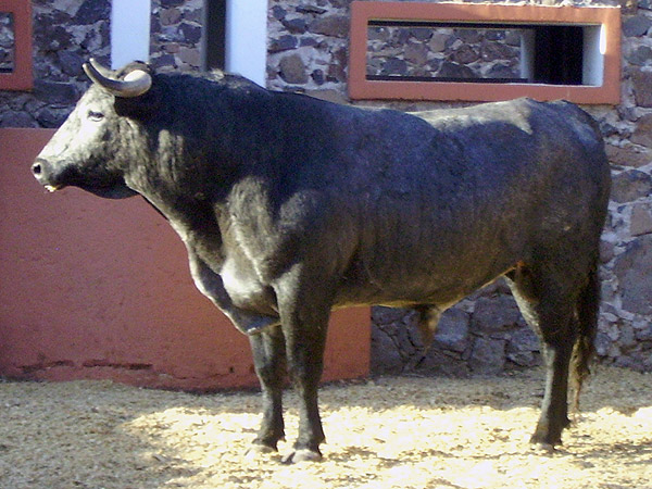 No. 29, con 445 kilos