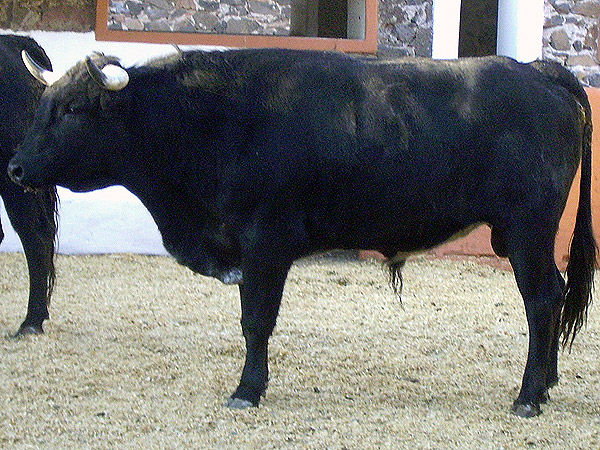 No. 15,  con 400 kilos