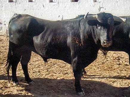 Novillo no. 84. Arroyo Hondo