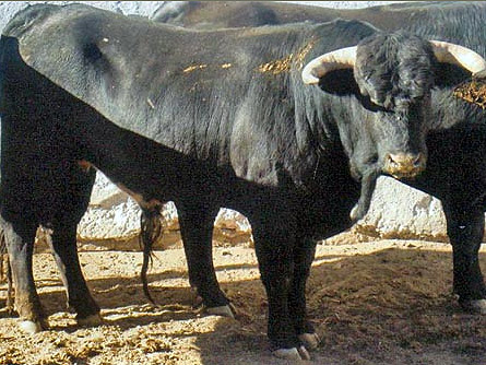 Novillo no. 90. Arroyo Hondo