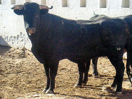 Novillo no. 79. Arroyo Hondo