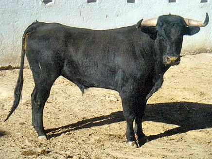 Novillo no. 60. Arroyo Hondo