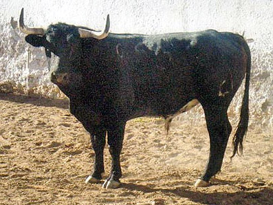 Novillo no. 46. Arroyo Hondo