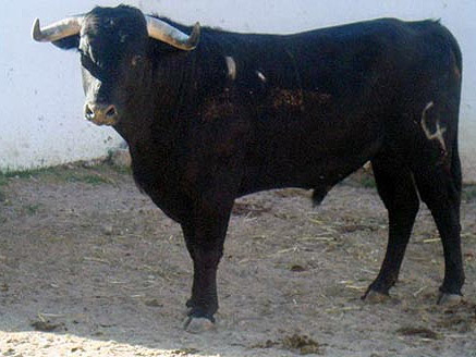 Novillo no. 1. Arroyo Hondo