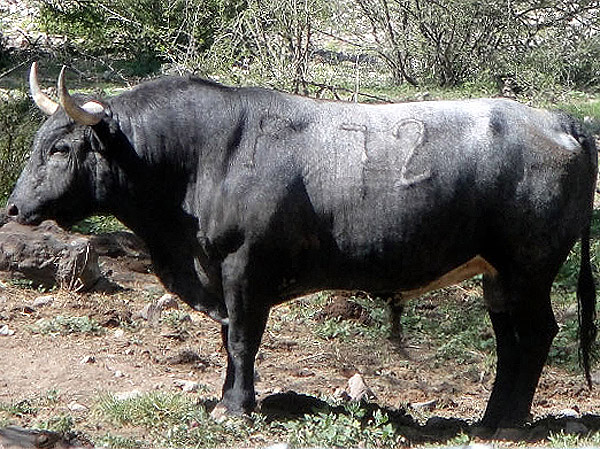 Toro no. 72. Juli�n Hamdan