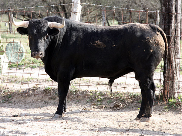 Toro no. 242. Santa Mar�a de Xalpa