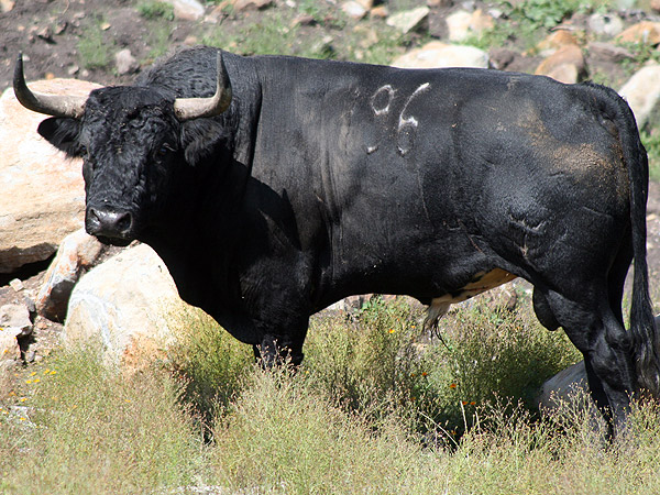 Toro no. 96. San Jos�