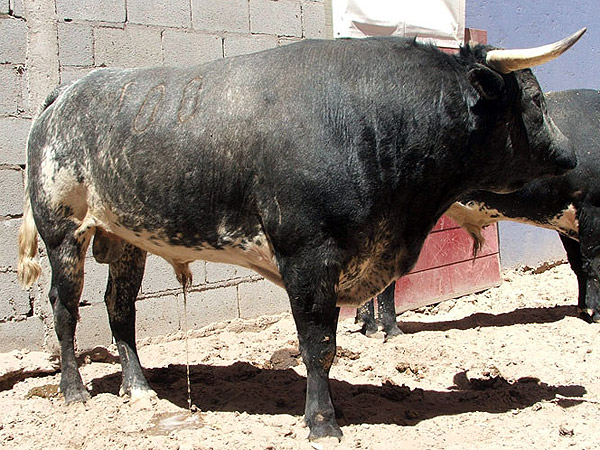 Toro no. 100. La pLaya