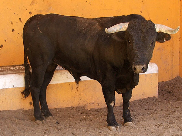 Toro no. 79. La Playa