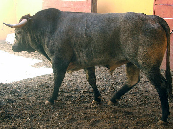 Toro no. 75. La Playa