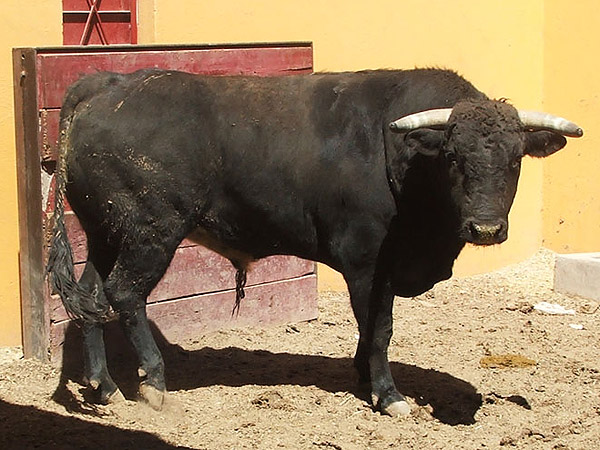 Toro no. 645, Bernaldo de Quir�s
