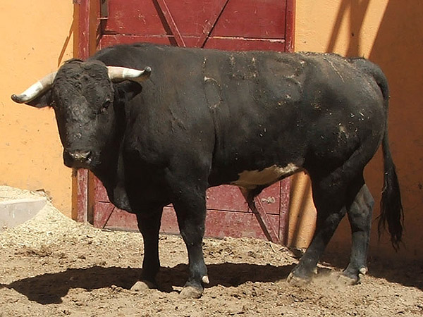 Toro no. 643, Bernaldo de Quir�s