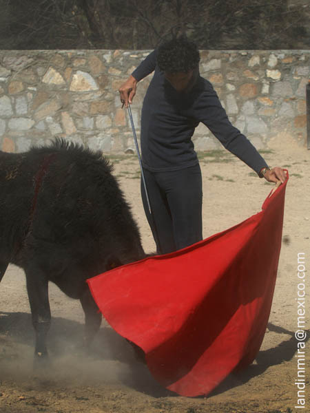 Oportunidad al novillero