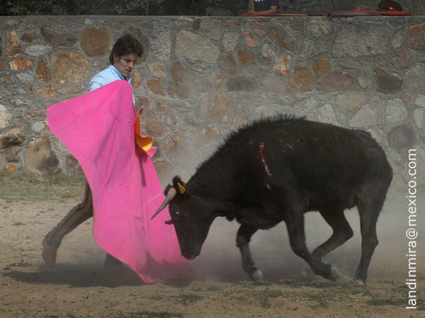 Federico inicia la tienta
