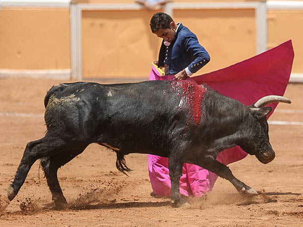 Las zapopinas de Ibarra