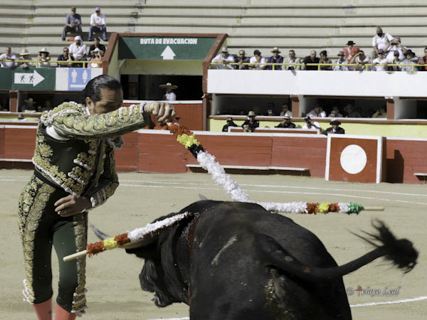 Viol�n en la cara del ejemplar