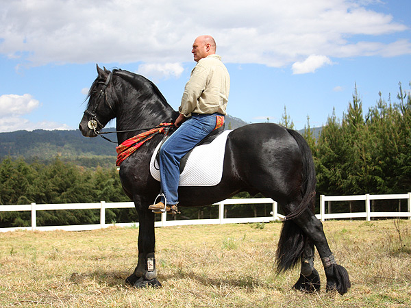 Imponente caballo fris�n
