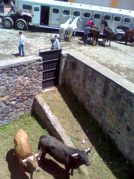 Caballos y toros