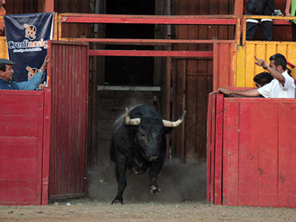 Un toro bien presentado