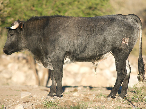 No. 108 (novillo)