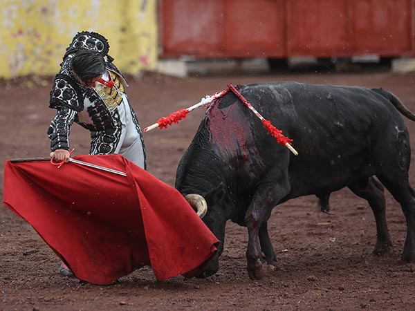 Determinacin de triunfo grande