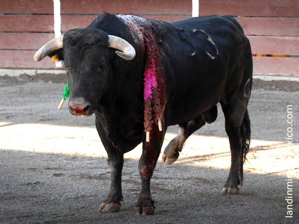 Se fractur� la pata