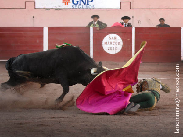 Revuelto en un palmo