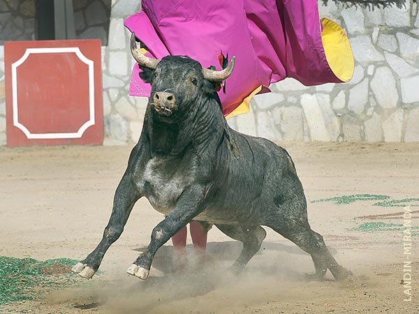 El primero de la tarde