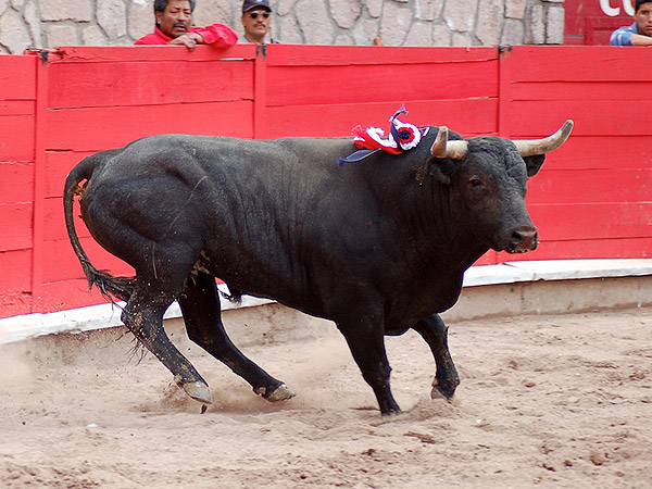 Impecable trap�o del encierro