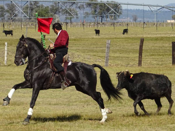 Encelando con la franela