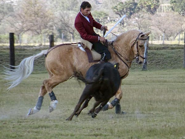 Templando a la negra