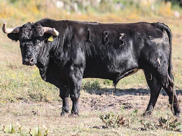 No. 183 de Arroyo Zarco