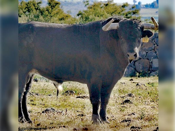 No. 5 de San Fernando