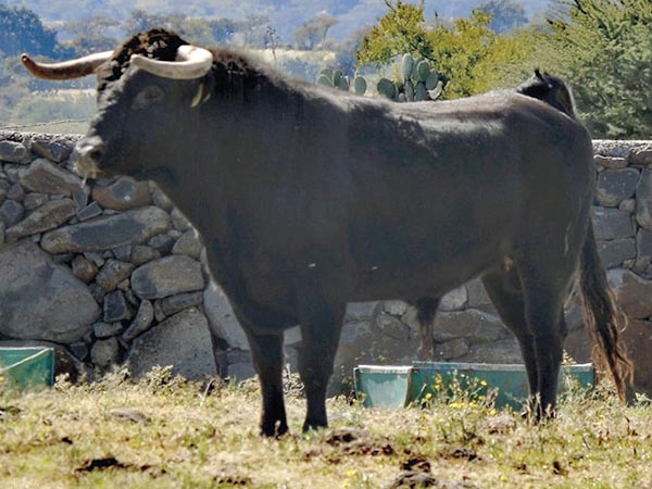 No. 4 de San Fernando