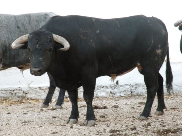 No. 399, con 600 kg.