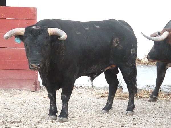 No. 404, con 510 kg.