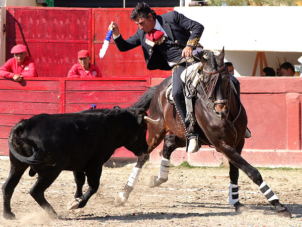 Buen novillo de Tepetzala