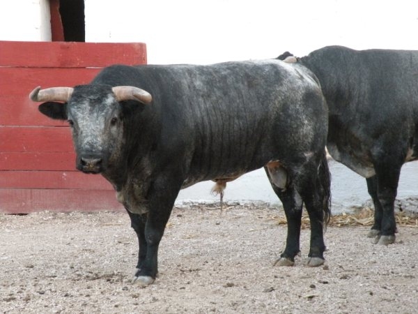 No. 437, con 550 kg.