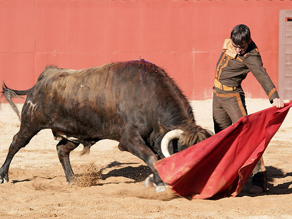 El toro se empleaba con fuerza