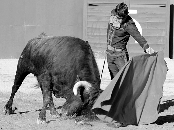 Templando la embestida