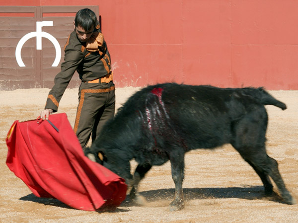 Toreando una becerra